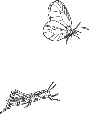 虫のイラスト